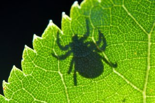 Les experts s'attendent cette année à de nombreuses infections par la méningo-encéphalite verno-estivale (MEVE) transmise par les tiques. (Photo d'archives) Keystone/DPA-Zentralbild/PATRICK PLEUL